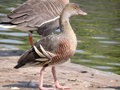 Plumed Whistling Duck